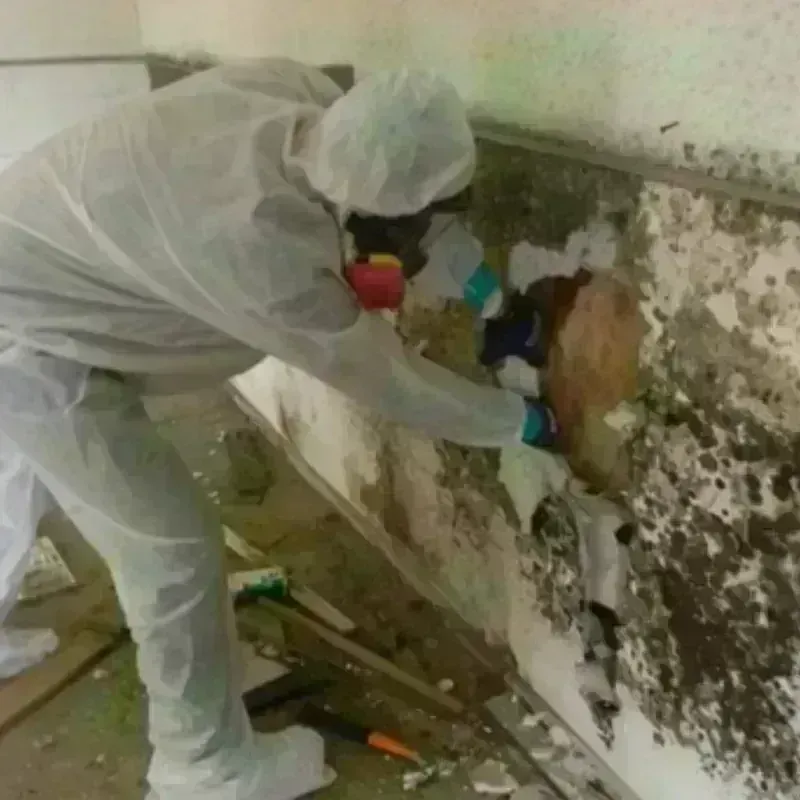 Mold Remediation and Removal in Kilgore, TX